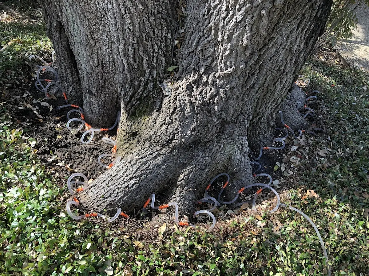 Detailed Tree Cabling and Bracing job site in East Weymouth