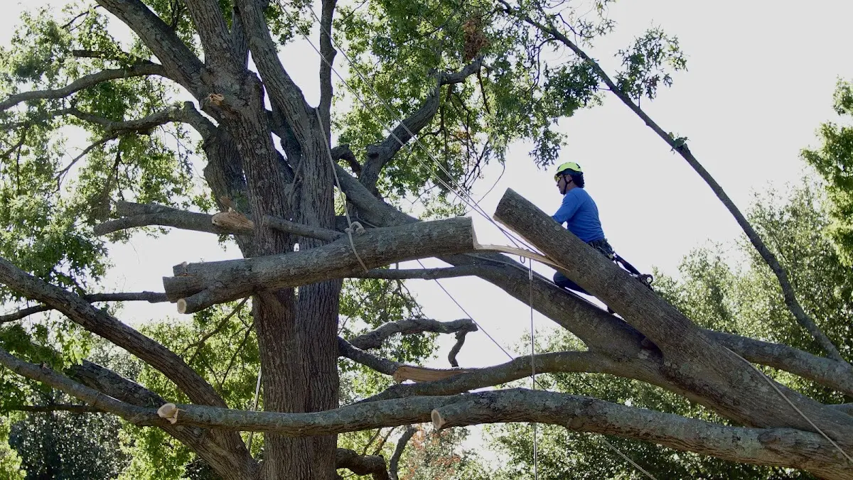 Professional Crown Thinning performed by certified arborists in East Weymouth