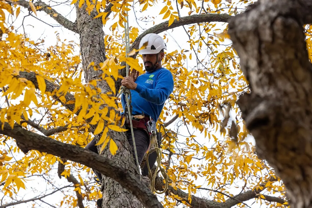 Skilled Tree Pruning crew working in East Weymouth
