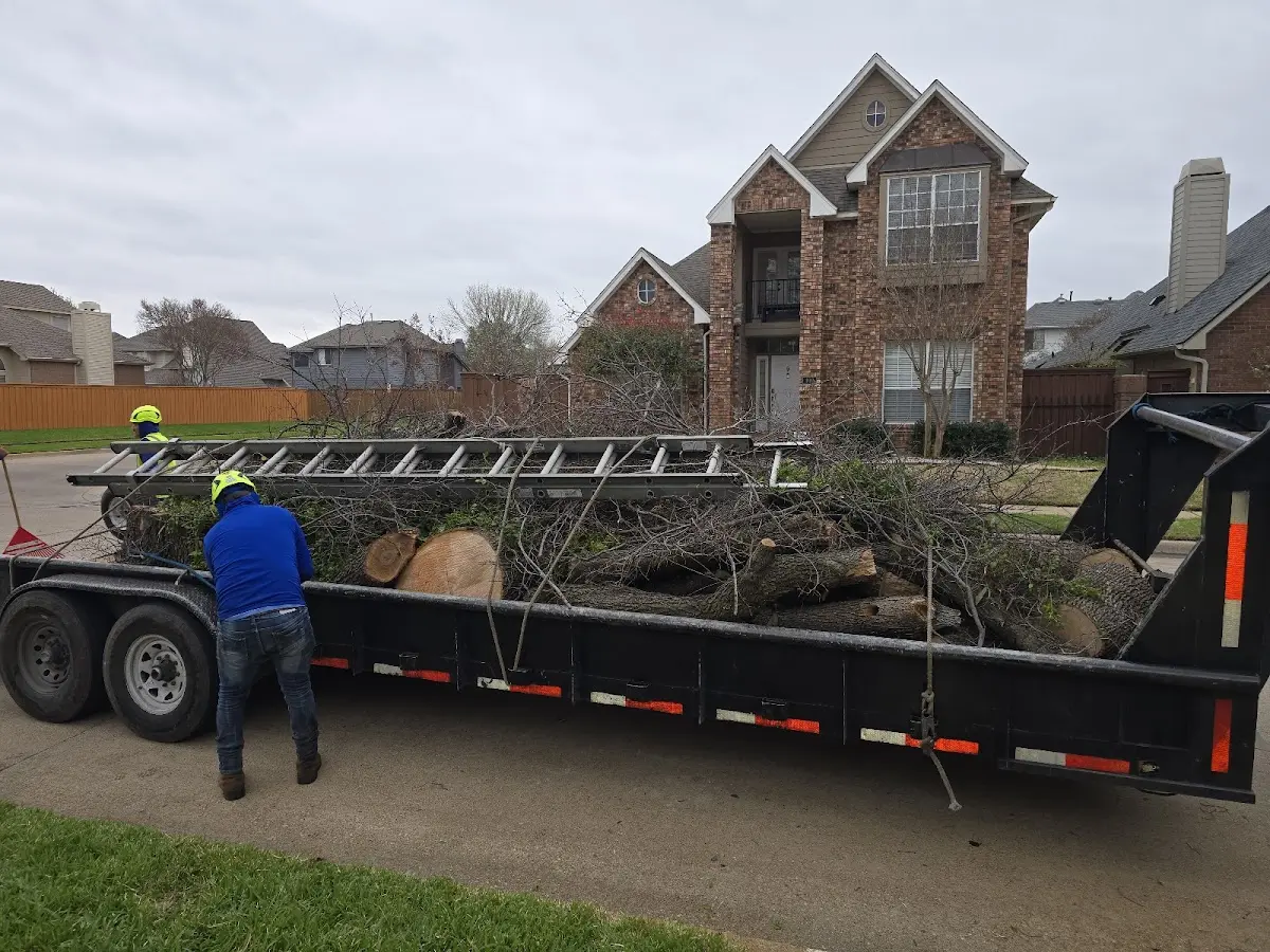Expert Tree Pest Control with proper safety equipment in East Weymouth